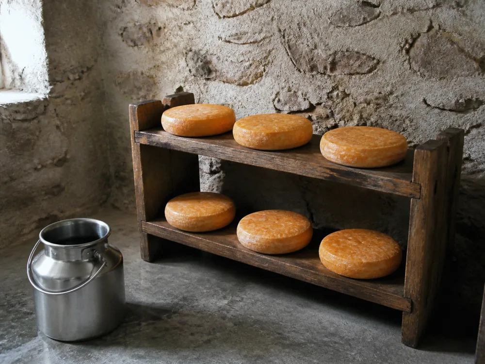 Small aging rack of flat Citeaux-style washed-rind cheeses beside a milk pail - Abbaye de Citeaux | KnowTheCheese
