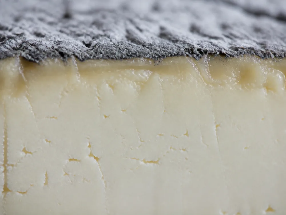 Macro of the thin grey ash band sitting on pale paste that is creamier just beneath - Aisy Cendré | KnowTheCheese