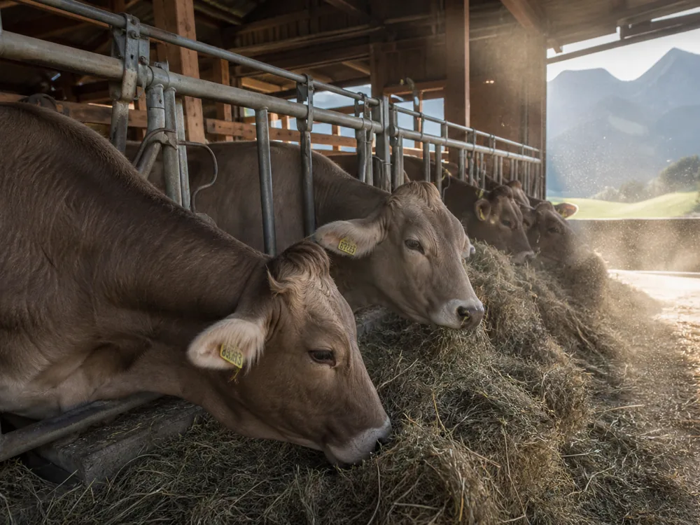 Dairy cows feeding at a rack of loose dried hay in an open-sided alpine barn with hay dust in the light - Allgauer Emmentaler | KnowTheCheese