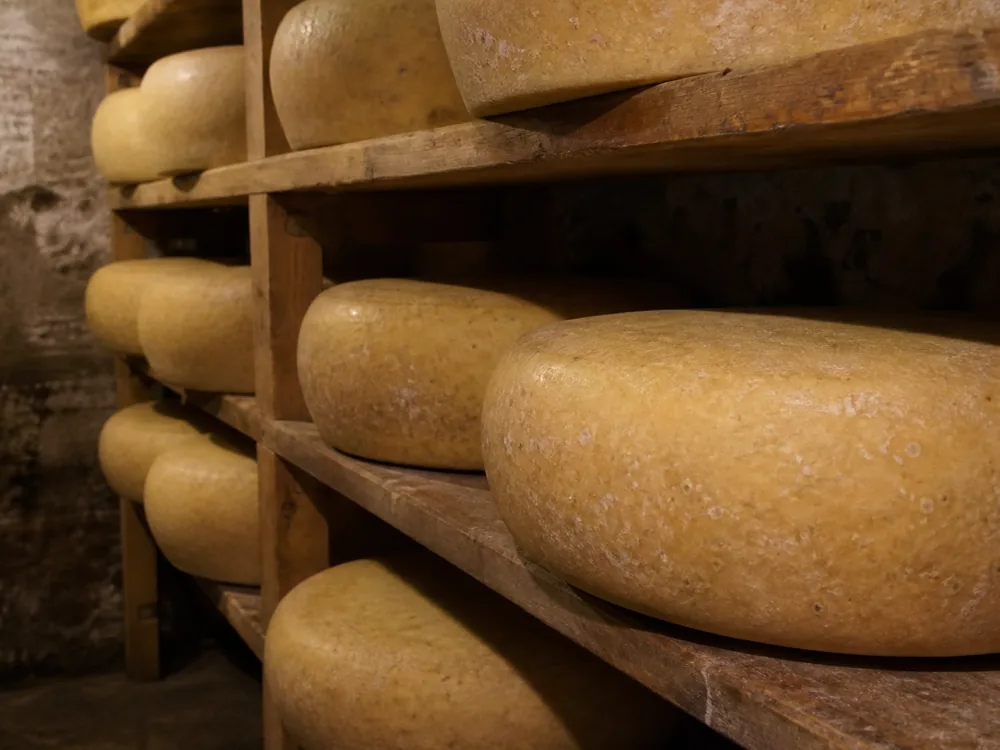Rows of huge domed cheese wheels on wooden shelves in a warm humid fermentation cellar - Allgauer Emmentaler | KnowTheCheese