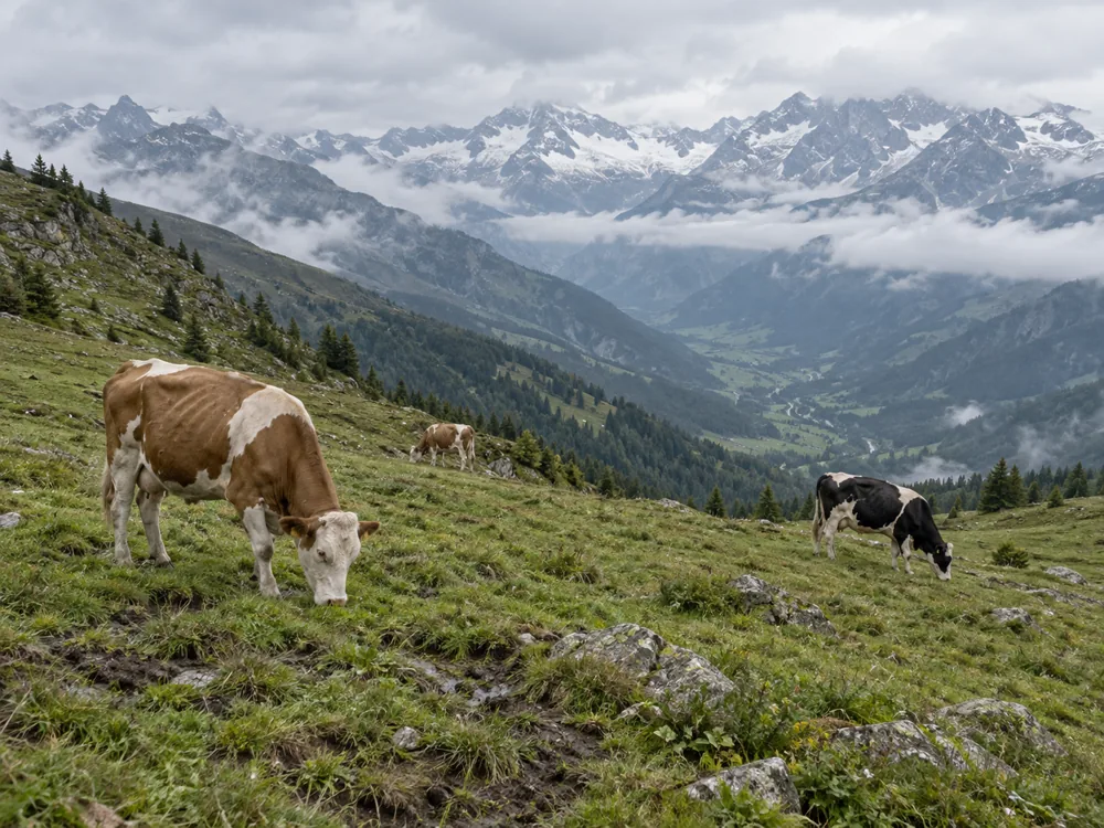Dairy cows grazing on a green alpine mountainside above a misty valley - Alpe di Frabosa | KnowTheCheese