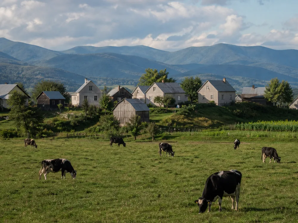 Cluster of plain timber houses above working pasture with dairy cows grazing below - Ascutney Mountain | KnowTheCheese
