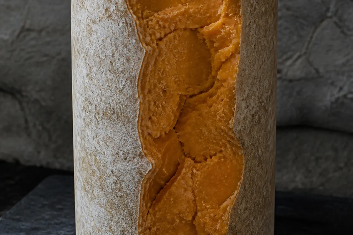 Tall cylindrical truckle with a dry pale rind and a rough crumbled break showing deep orange paste - Auld Lochnagar | KnowTheCheese
