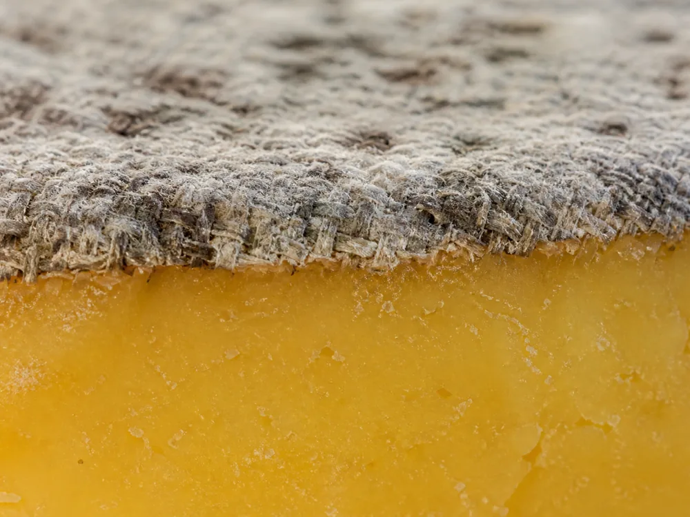 Macro of woven cloth fused into the rind with grey surface mould above golden paste - Avonlea Clothbound Cheddar | KnowTheCheese