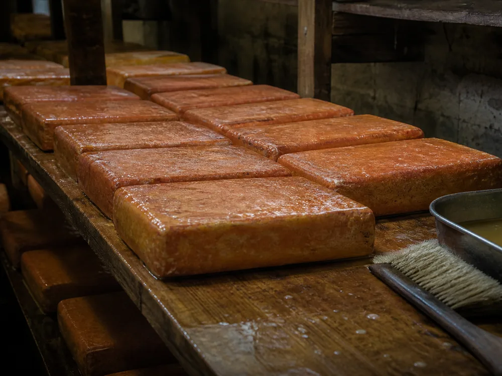 Cellar shelf of cheese bars lying in rows with damp glistening rinds beside a brush and brine pan - Baguette laonnaise | KnowTheCheese