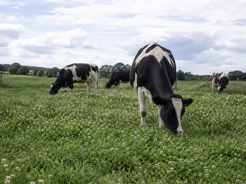 Dairy cows grazing in a mixed pasture of grasses and clover with a fenced paddock beyond - Baluchon | KnowTheCheese