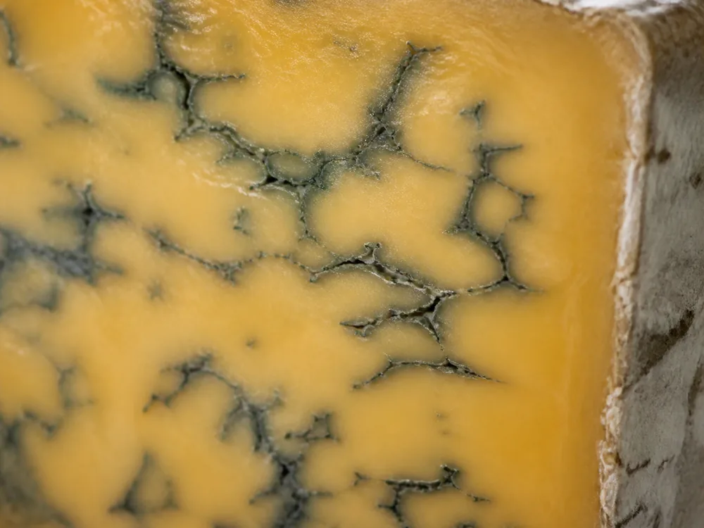 Macro of a cut face showing deep golden paste with dark blue-green veins branching through a smooth buttery texture - Barkham Blue | KnowTheCheese