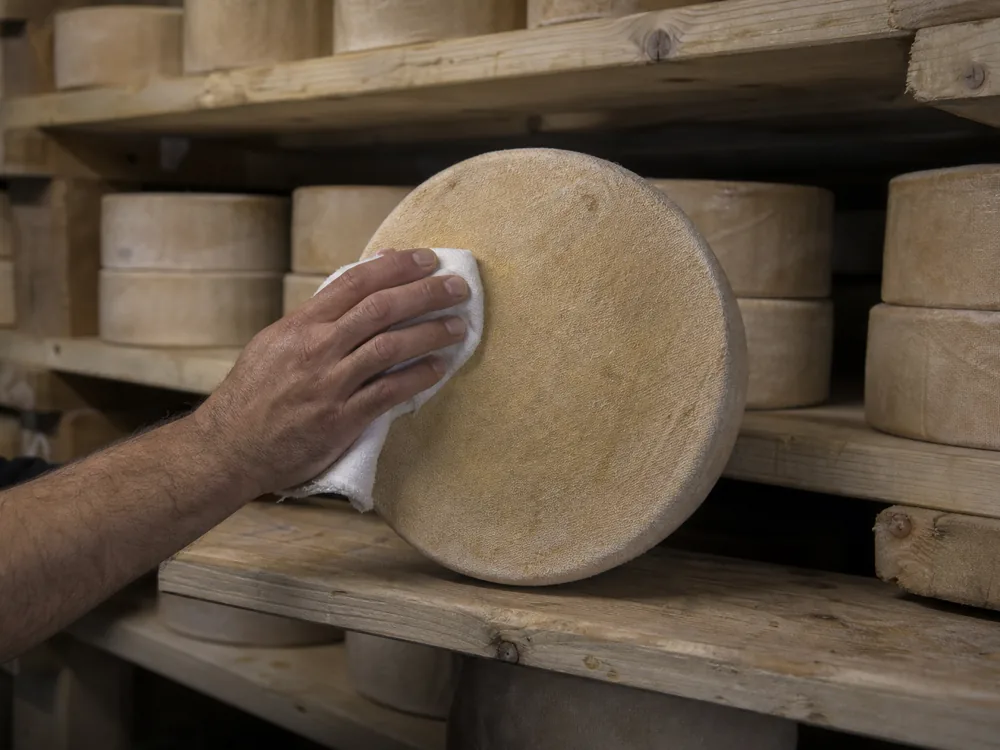 Rows of cloth-bound cheddar drums resting on plain white pine shelves in a cool drying room - Barrys Bay Cheddar | KnowTheCheese
