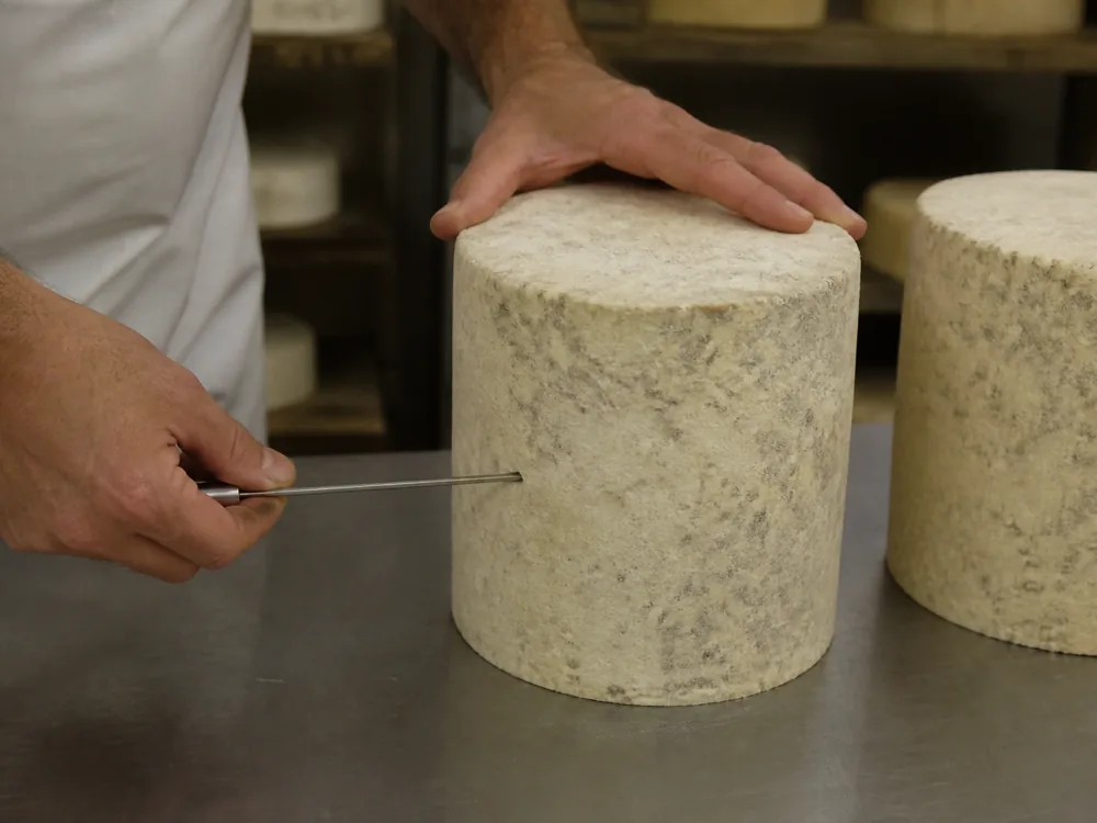 A cheesemaker's hands pushing a single long steel needle into the side of an upright cylindrical blue cheese - Bath Blue | KnowTheCheese