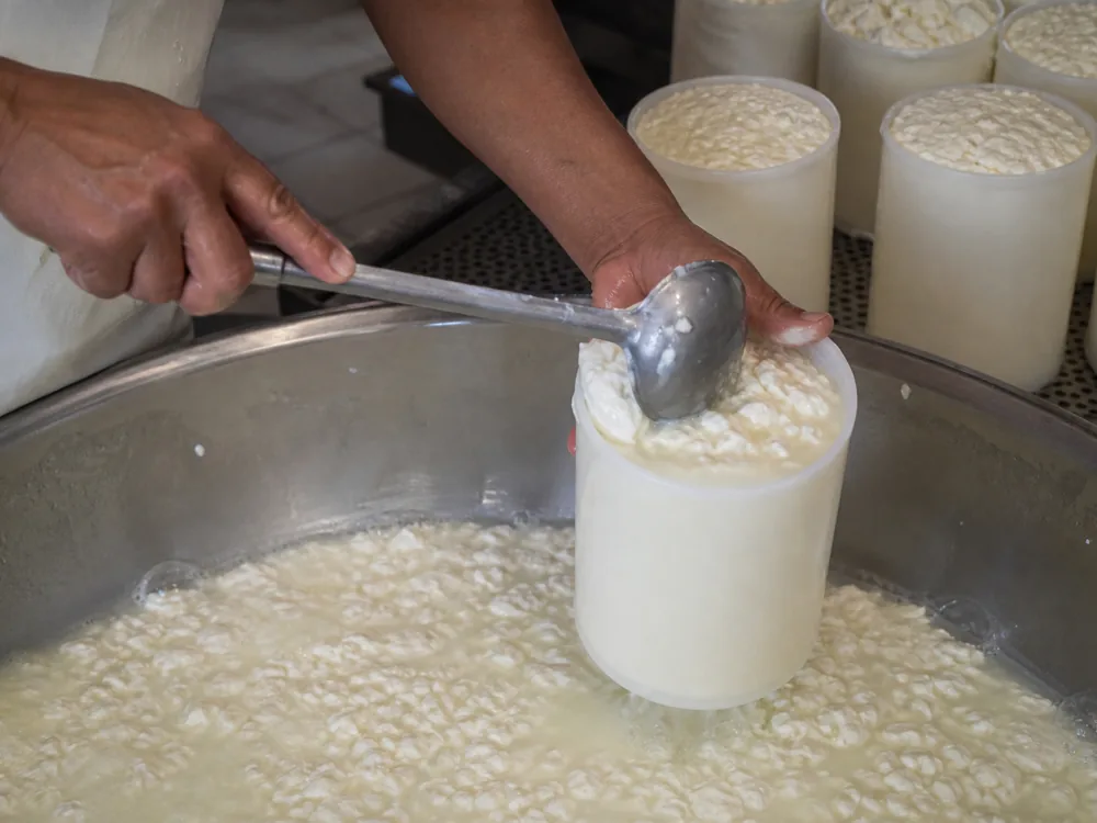 Hands ladling soft white curd from a small vat into a cylindrical mould with whey draining - Bath Blue | KnowTheCheese