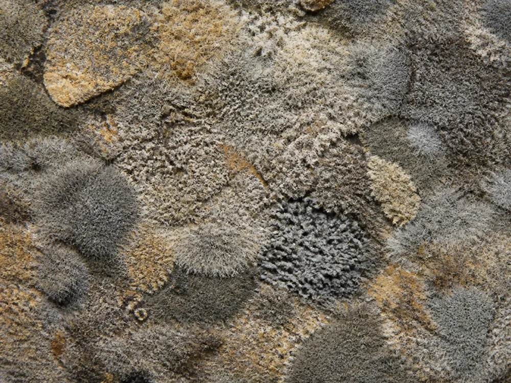 Macro of a dry felted crust in grey, brown and faint ochre moulds with a powdery bloom - Bayley Hazen Blue | KnowTheCheese