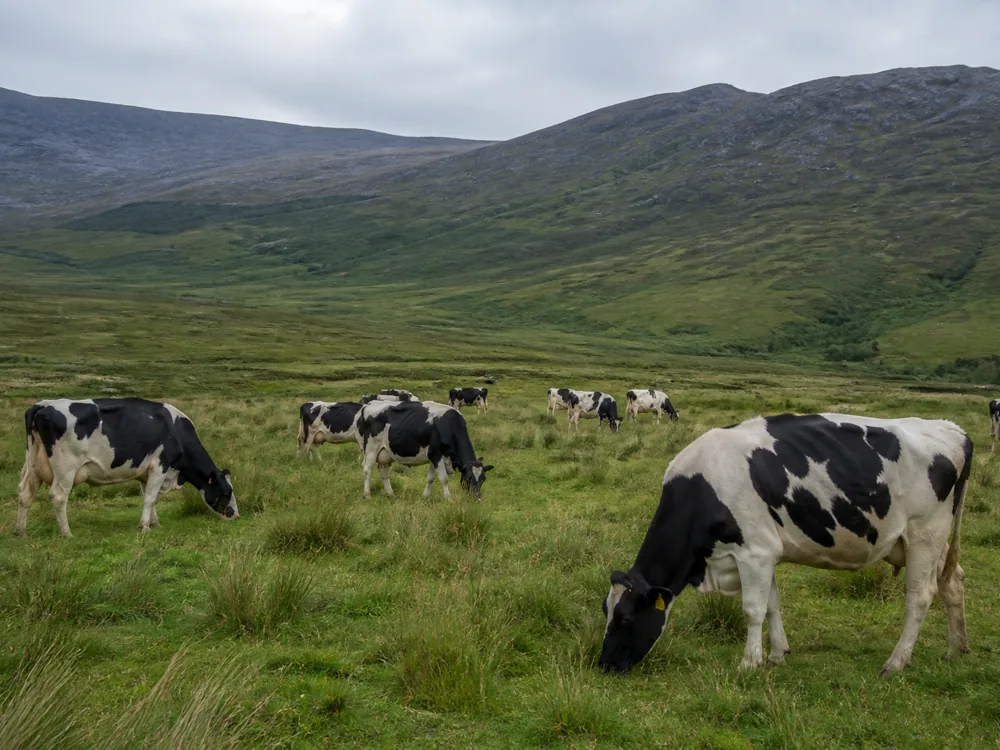 Black and white Friesian cows grazing a green hillside with low rounded mountain foothills behind - Baylough | KnowTheCheese