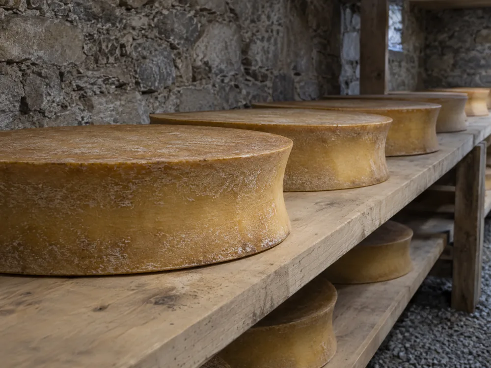 Flat Beaufort wheels with inward-curving sides resting on bare wooden shelves in a stone cellar - Beaufort cheese | KnowTheCheese