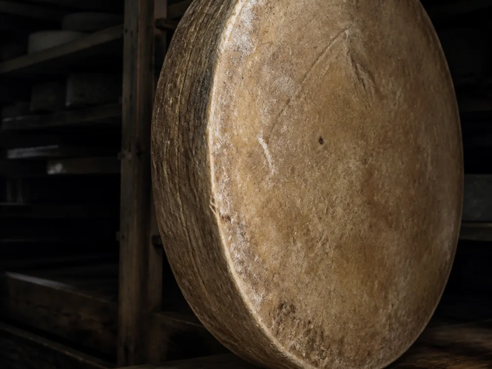 Large mountain wheel on a cellar rack beside a small flat disc for scale - Beaumont | KnowTheCheese
