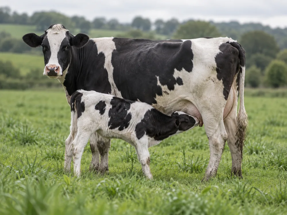 Dairy cow with her calf suckling in a green pasture - Bluebell Cheese | KnowTheCheese