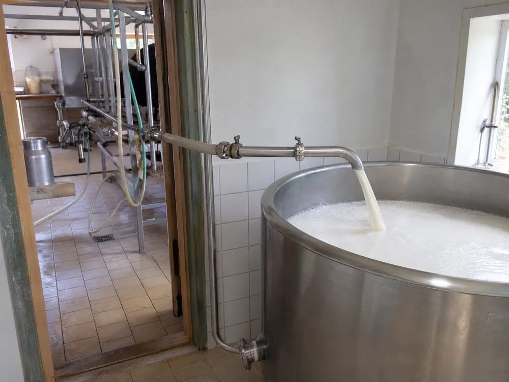 Stainless milk line running a short distance from a small farm milking parlour into an open cheese vat with fresh milk in it - Boerenkaas | KnowTheCheese