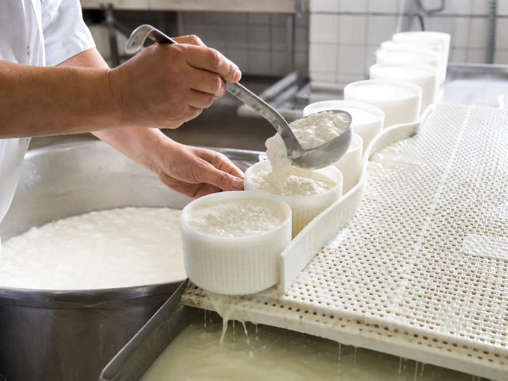 Hands ladling very soft fragile white curd from a vat into a row of cylindrical log moulds with whey running off - Bosworth | KnowTheCheese