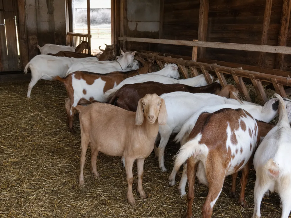 Mixed crossbred dairy goat herd in a straw-bedded barn with white, brown and brown-and-white animals feeding at a rail - Bosworth | KnowTheCheese