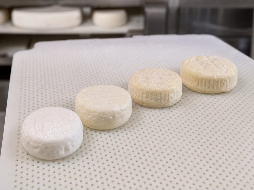 Young creamy and older firmer Cabécou discs compared - Cabécou | KnowTheCheese