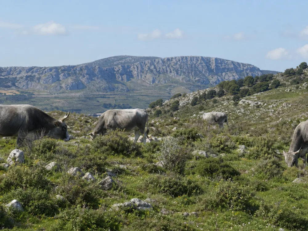 Grey Podolica cattle grazing mixed upland pasture in southern Italy | KnowTheCheese