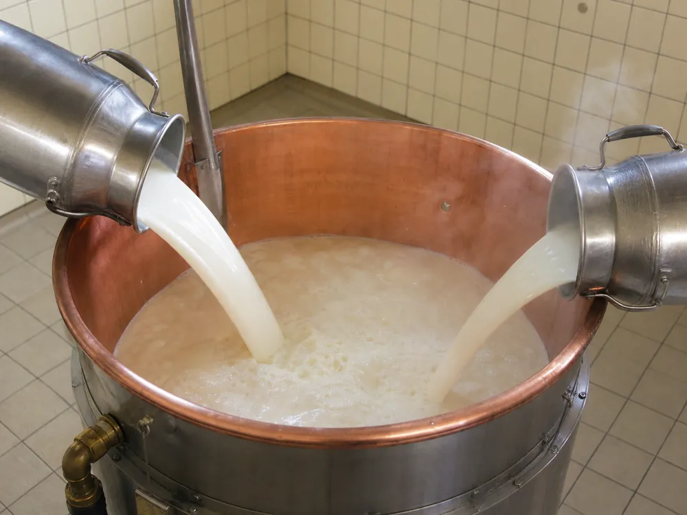 Two milk cans representing untreated and thermized milk entering one cheese vat | KnowTheCheese
