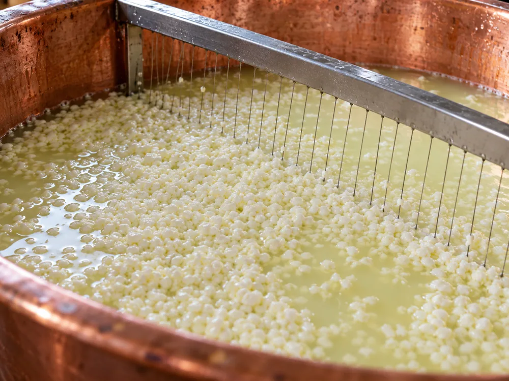 Curd cut into small grains in whey inside a copper vat with a cheese harp - Comte vs Gruyere | KnowTheCheese