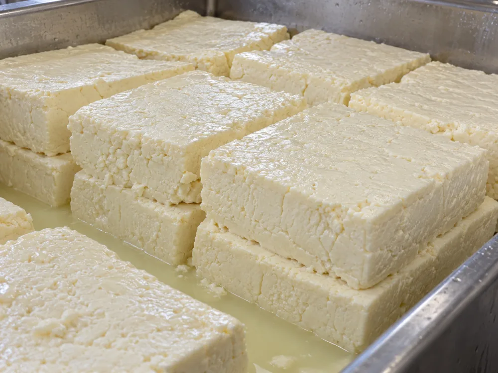 Blocks of pale cut curd stacked two high in a steel vat with whey - Gouda vs Cheddar | KnowTheCheese