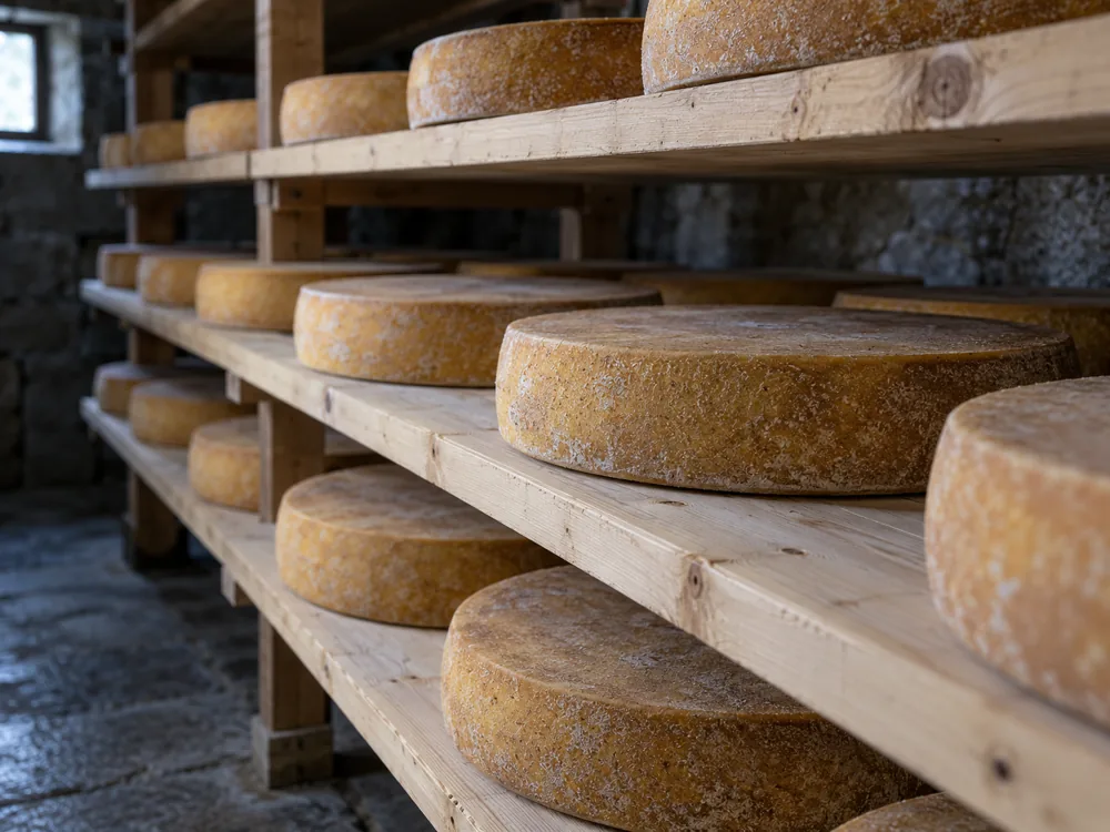 Flat cheese wheels with golden-brown rinds ripening on spruce planks in a cellar - Comte | KnowTheCheese