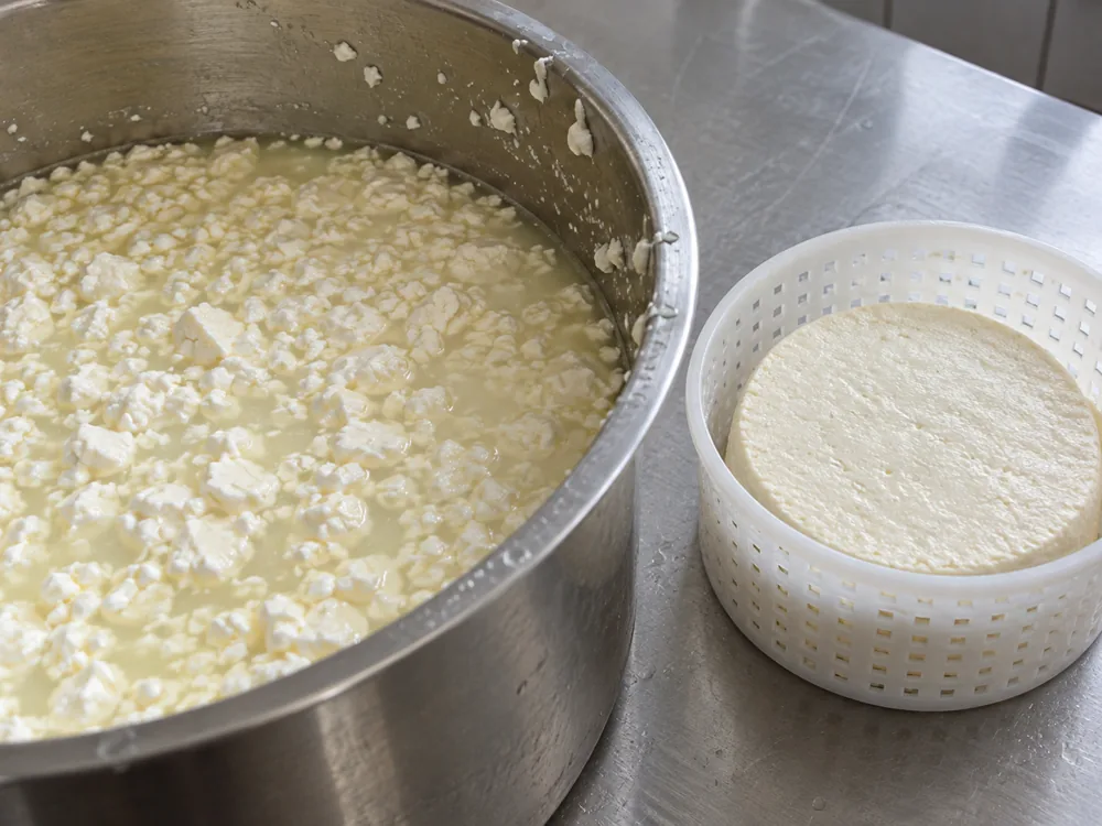 Illustration of washed curds beside a pressed round of cheese in a mould - Coolea | KnowTheCheese