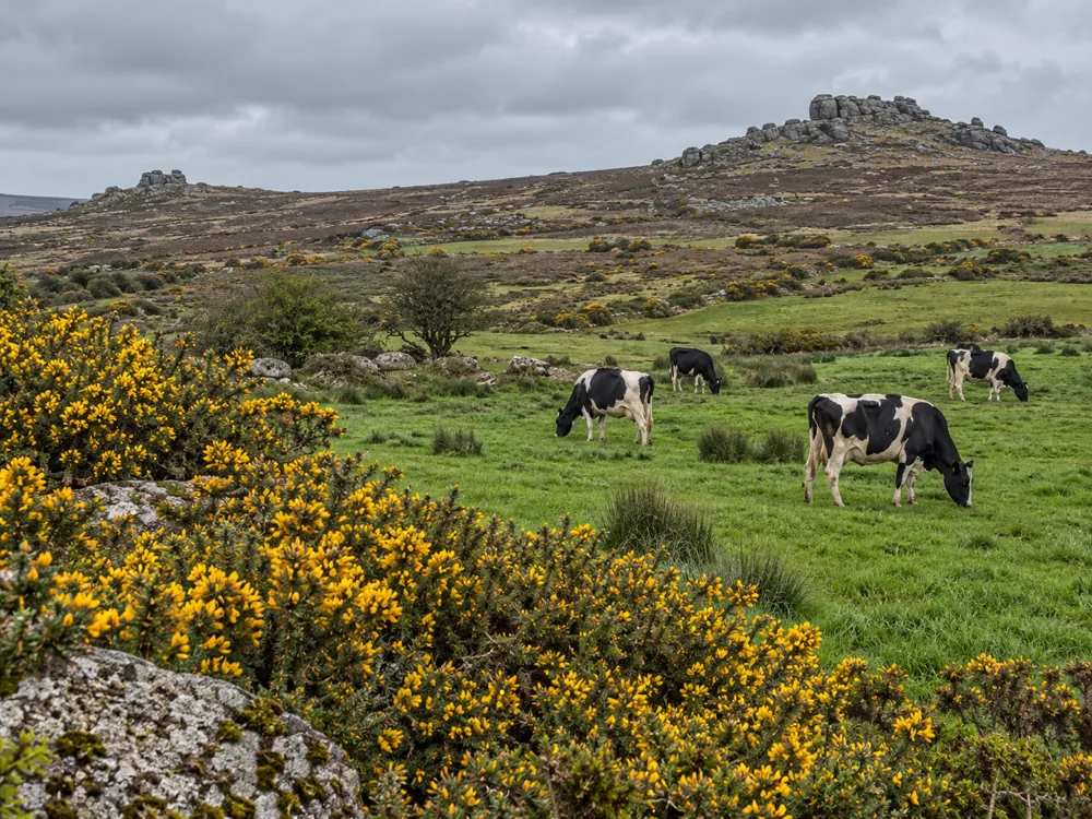 Moorland pasture with black-and-white cows, gorse and rocky tors - Cornish Blue | KnowTheCheese
