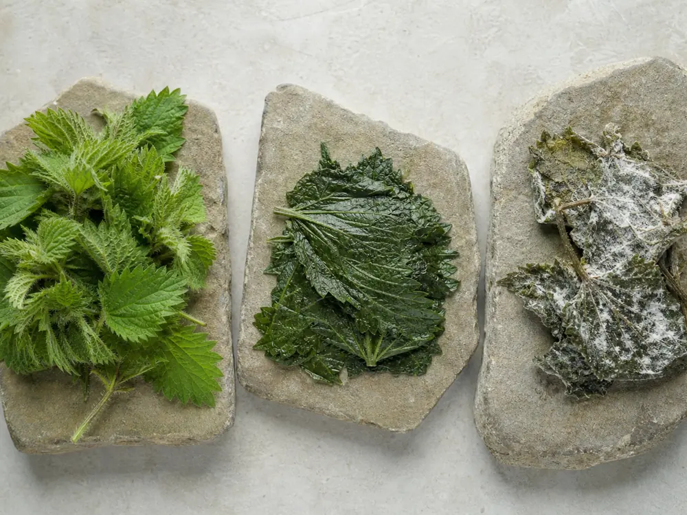 Fresh softened and white-bloomed nettle leaves used for Cornish Yarg - Cornish Yarg | KnowTheCheese