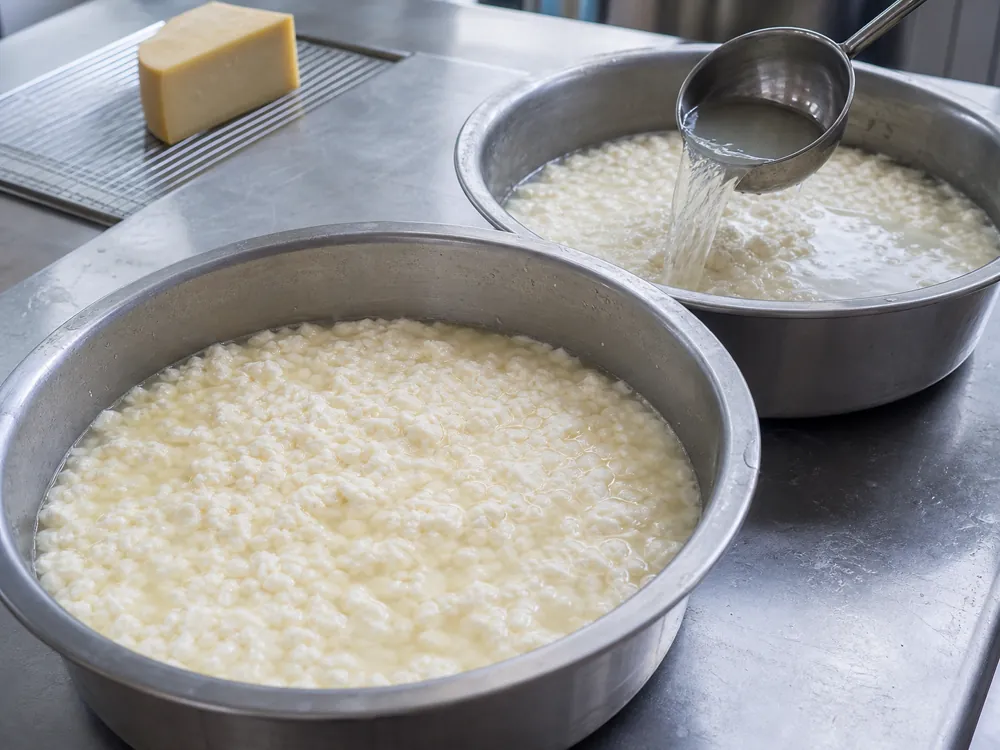 Warm water being poured through pale cheese curds in a stainless vat - Crowley cheese | KnowTheCheese