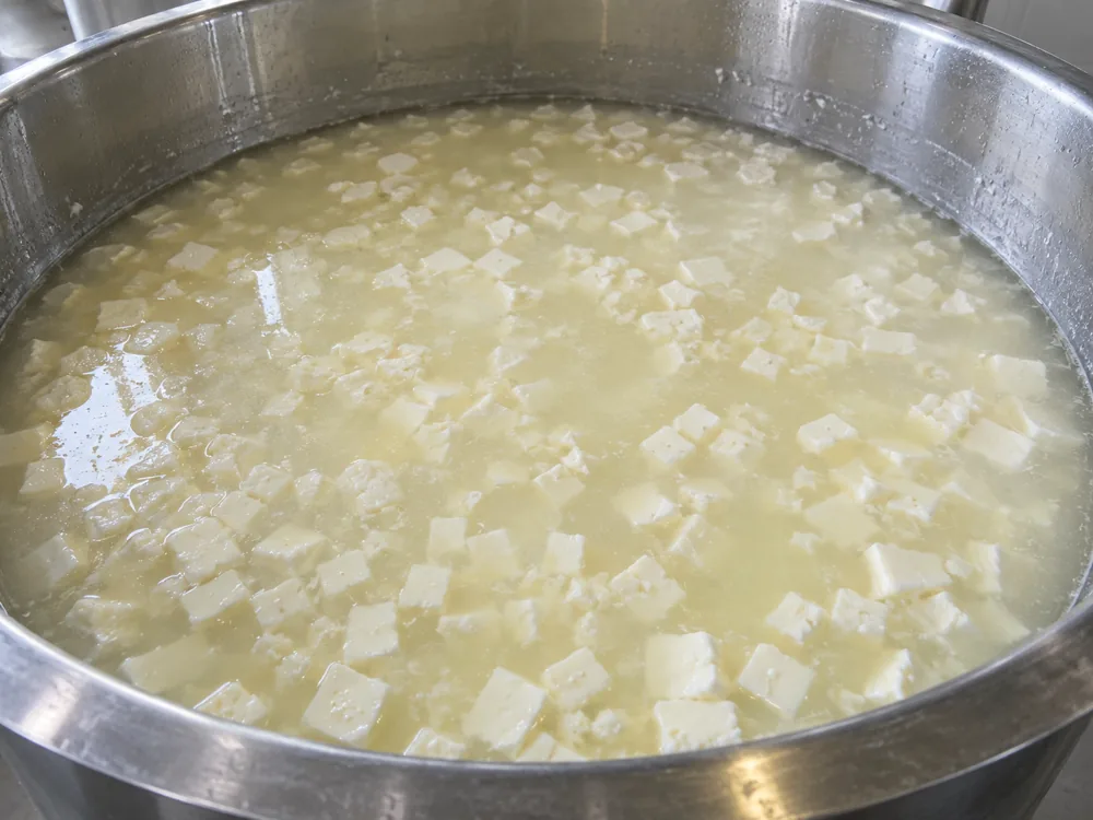 Small cut cubes of pale curd floating in cloudy whey-water in a large stainless steel vat - Danbo | KnowTheCheese