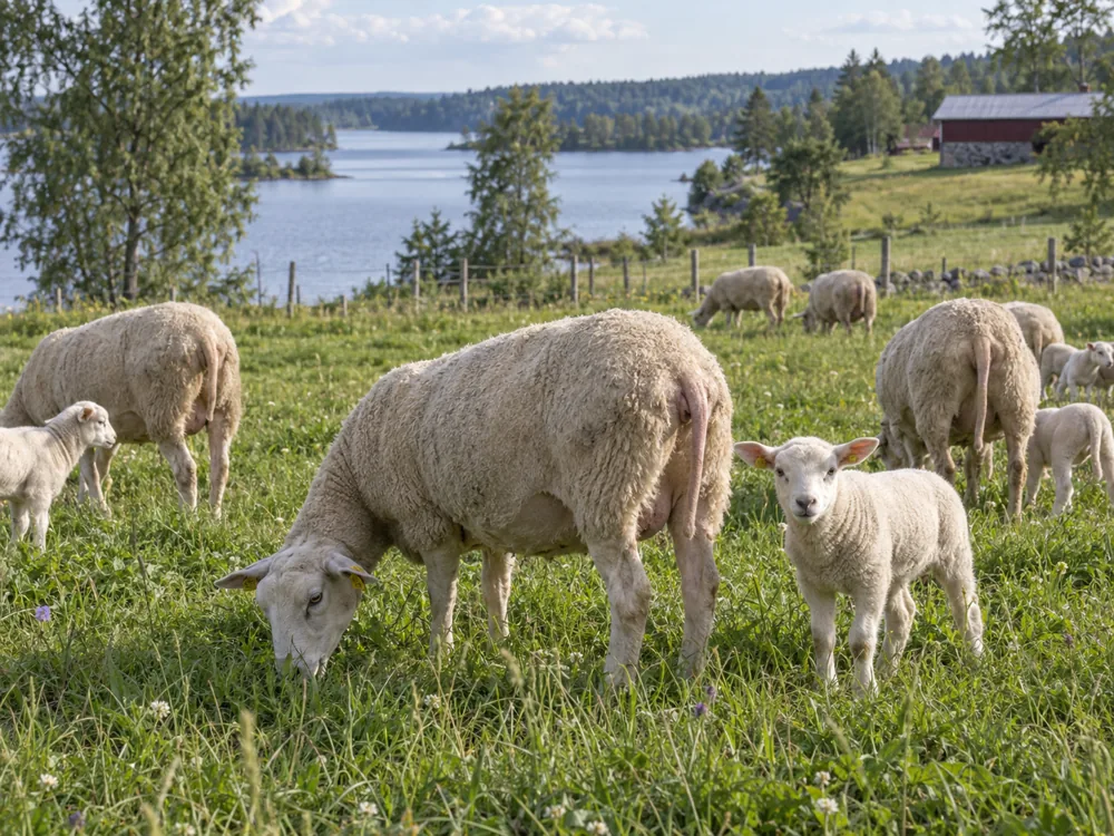 Ewes and lambs grazing on a grass pasture beside a lake, with a red farm building in the distance - Dura cheese | KnowTheCheese