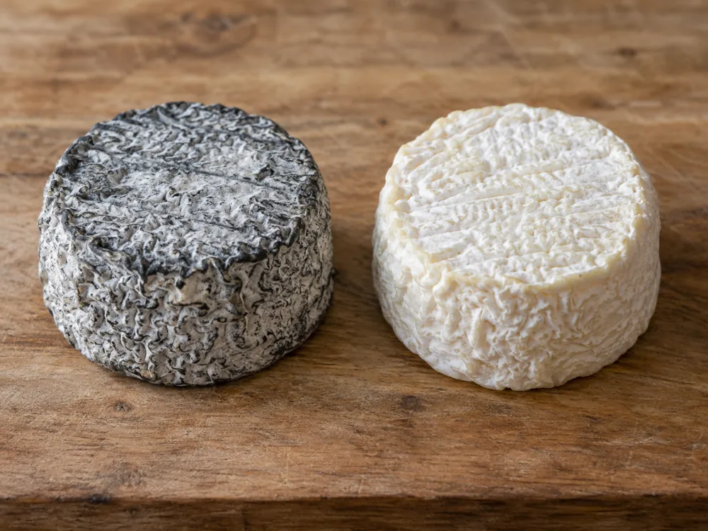 Two small goat's cheeses side by side, one with a grey ash-coated rind and one with a pale white rind and no ash - Edith cheese | KnowTheCheese