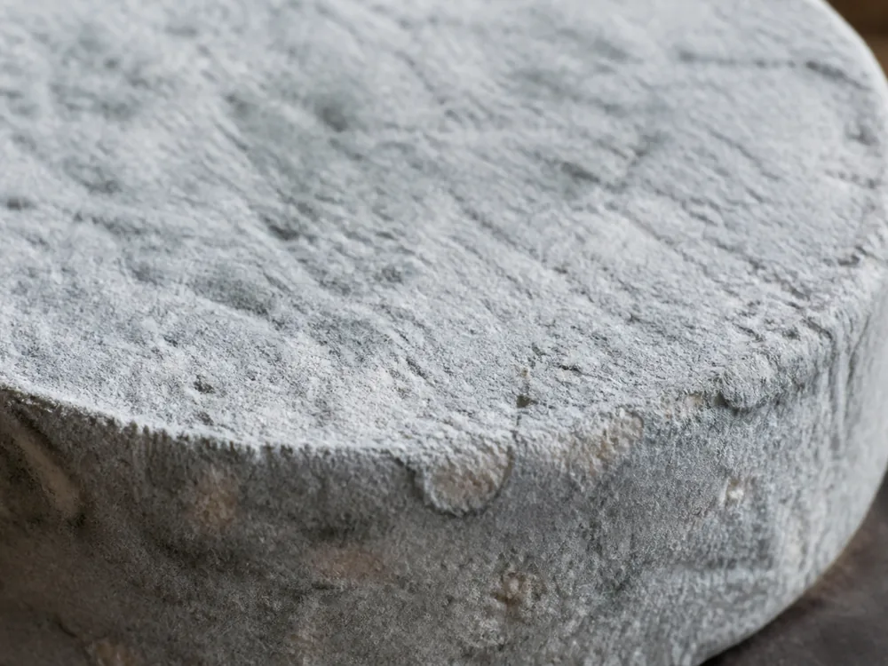 Close-up of the powdery grey-blue rind of Garrotxa cheese - Garrotxa cheese | KnowTheCheese
