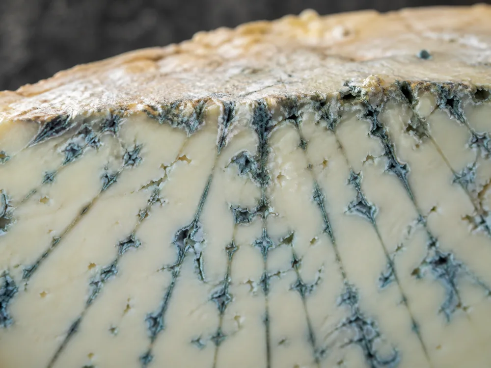 Blue cheese cut face with veins following straight needle channels inward from the rind - Gorgonzola | KnowTheCheese