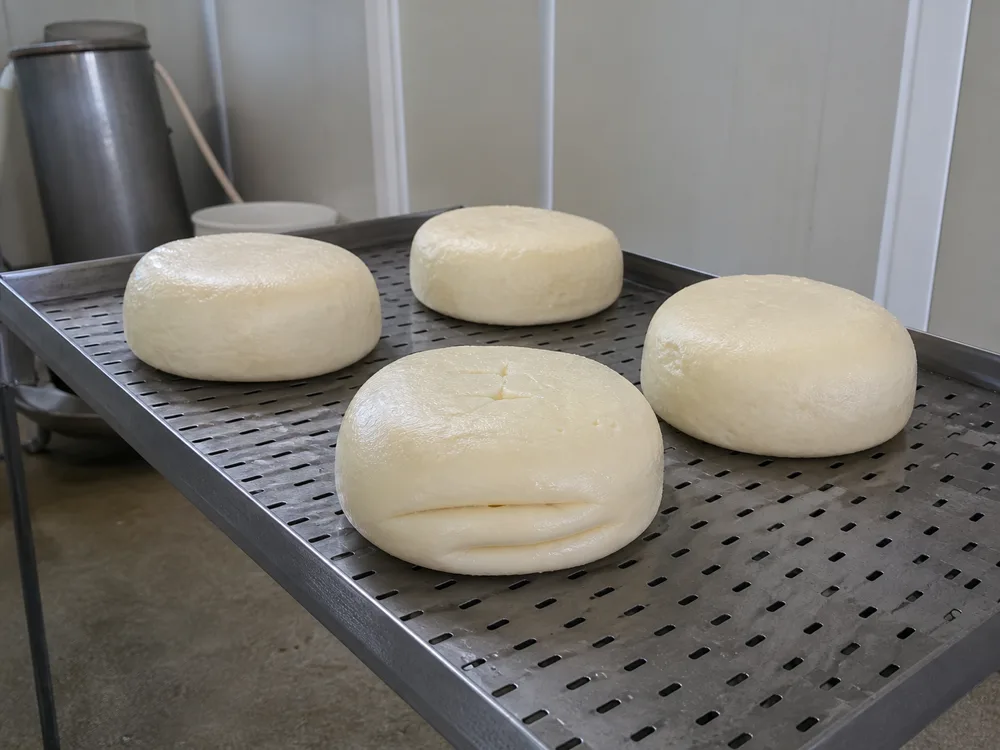 Fresh Kashkaval wheels cooling in molds after hot-curd working - Kashkaval cheese | KnowTheCheese
