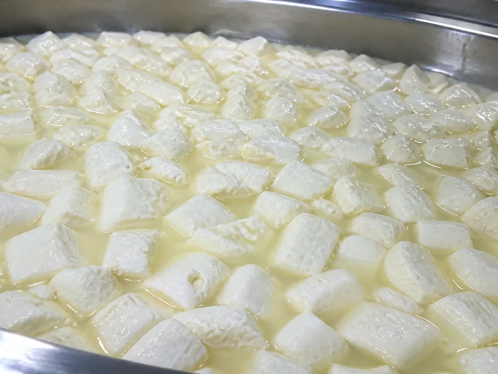 Large moist curd pieces in whey for a soft washed-rind cheese - King River Gold | KnowTheCheese