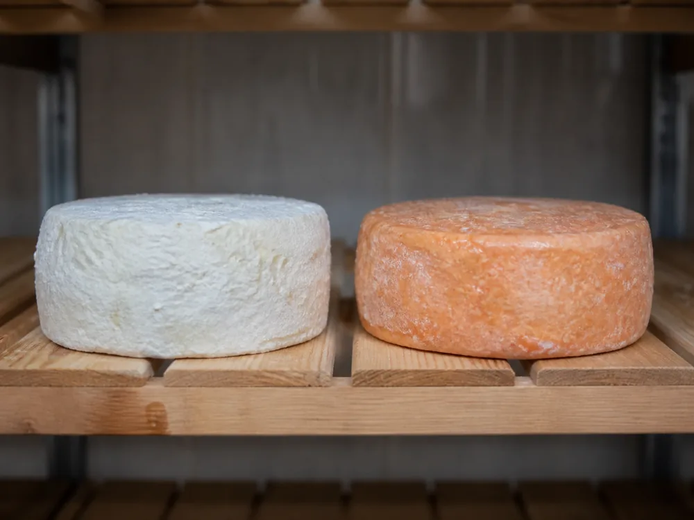 White-bloom and golden washed stages of soft cheese rind - King River Gold | KnowTheCheese