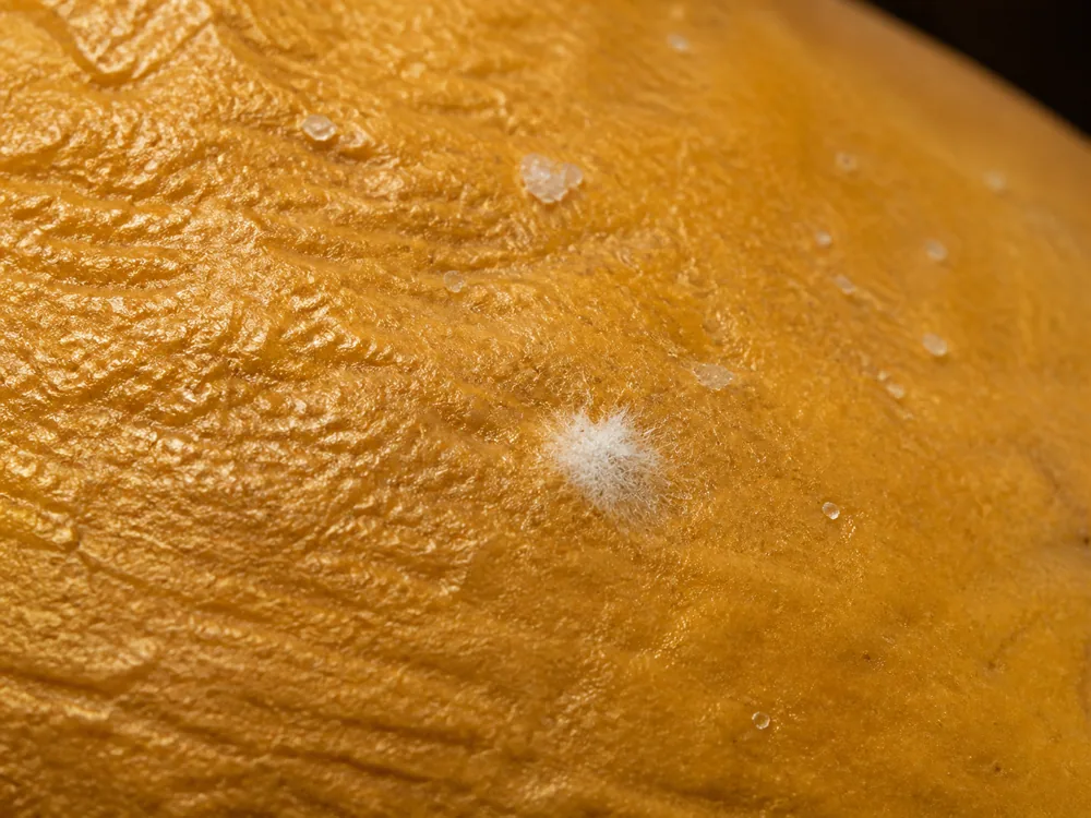 Salt crystals and a small white mould patch on a golden washed rind - King River Gold | KnowTheCheese