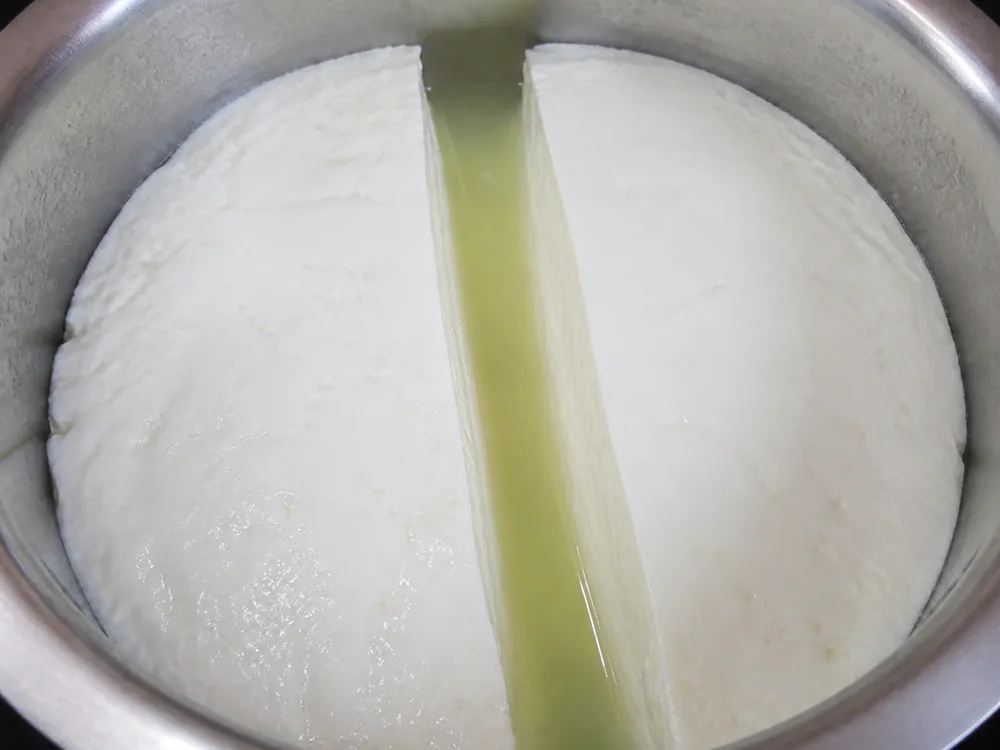 A clean break drawn through set curd with pale whey rising into the channel - cheesemaking | KnowTheCheese