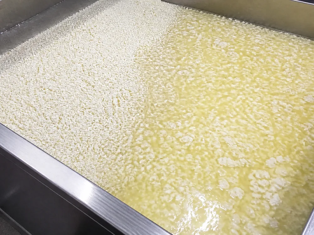 Poacher curds shrinking from pea size to wheat-sized grains - Lincolnshire Poacher | KnowTheCheese