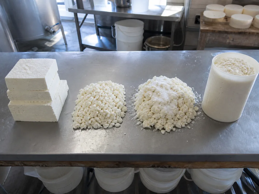 Cheddaring milling salting and moulding Lincolnshire Poacher curd - Lincolnshire Poacher | KnowTheCheese