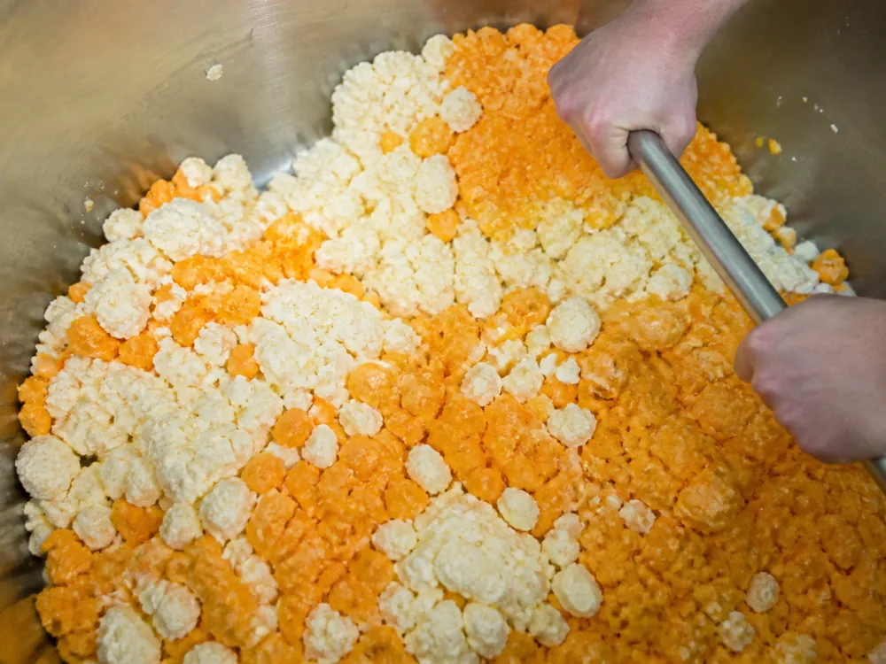 White and orange Cheddar curds being mixed before pressing - Marble Cheddar | KnowTheCheese