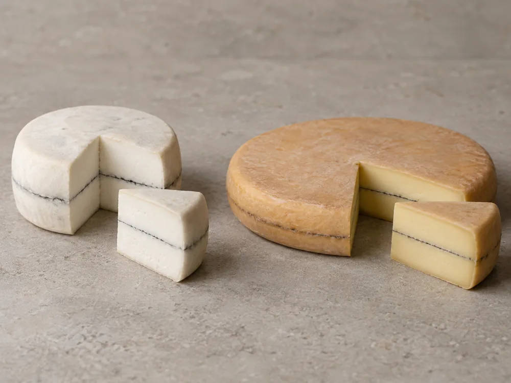 Illustration of two cheese wheels with one wedge cut from each, a thicker pale one and a flatter beige-orange one, both with one thin dark line through the middle - Mobay and Morbier | KnowTheCheese