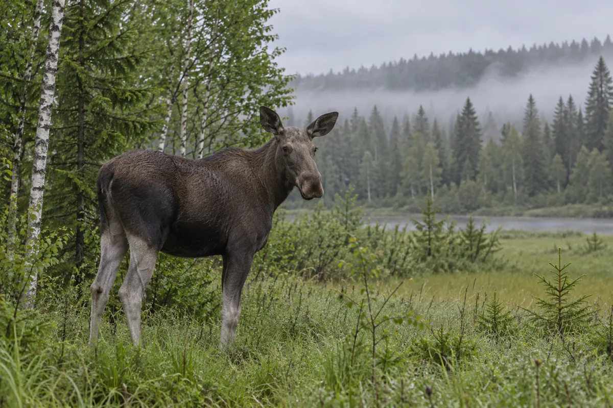Adult female moose standing in a misty forest clearing - Moose cheese | KnowTheCheese