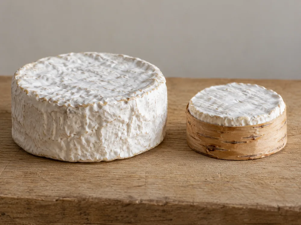 Larger plain white bloomy-rind wheel beside a smaller wheel with a band of bark around its side - Moses Sleeper and Harbison | KnowTheCheese