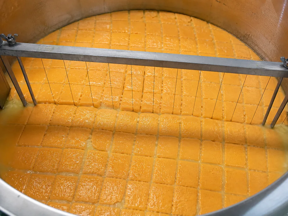 Orange-coloured curd being cut with a harp in a cheese vat, whey showing pale between the squares - Sparkenhoe Red Leicester | KnowTheCheese