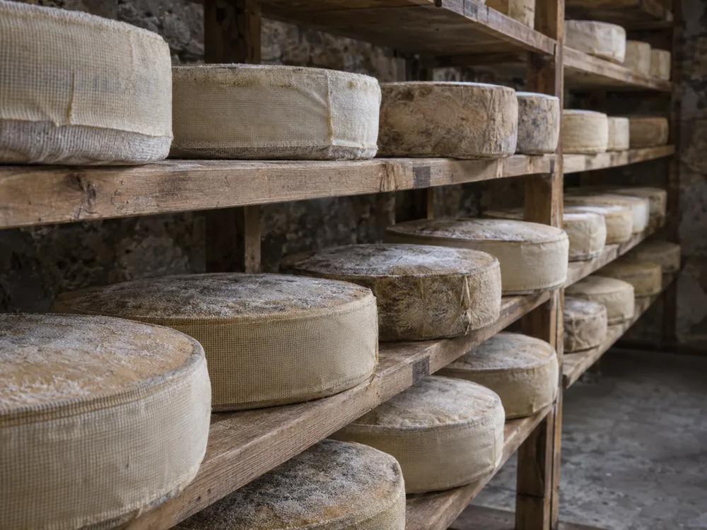 Rows of flat cloth-bound cheese wheels on wooden shelves in a maturing room - Sparkenhoe Red Leicester | KnowTheCheese
